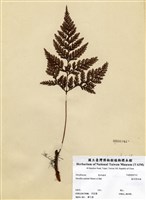 藏品(海州骨碎補)的圖片